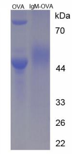 OVA Conjugated Immunoglobulin M (IgM)