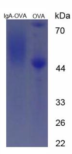 OVA Conjugated Immunoglobulin A (IgA)