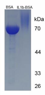 BSA Conjugated Interleukin 1 Beta (IL1b)