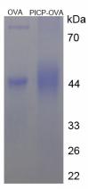 OVA Conjugated Procollagen I C-Terminal Propeptide (PICP)