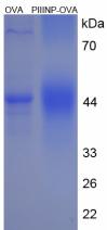 OVA Conjugated Procollagen III N-Terminal Propeptide (PIIINP)