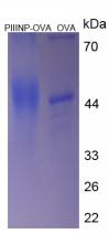 OVA Conjugated Procollagen III N-Terminal Propeptide (PIIINP)