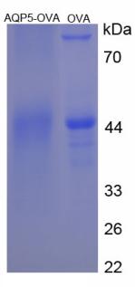 OVA Conjugated Aquaporin 5 (AQP5)