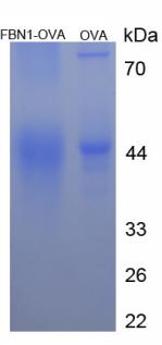 OVA Conjugated Fibrillin 1 (FBN1)