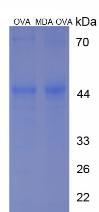 OVA Conjugated Malondialdehyde (MDA)