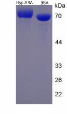 BSA Conjugated Hydroxyproline (Hyp)