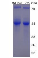 OVA Conjugated Hydroxyproline (Hyp)