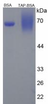 BSA Conjugated Trypsinogen Activation Peptide (TAP)