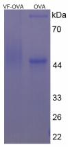 OVA Conjugated Visfatin (VF)