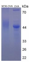 OVA Conjugated Cross Linked N-Telopeptide Of Type I Collagen (NTXI)