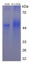 OVA Conjugated Interleukin 7 (IL7)