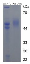 OVA Conjugated Cross Linked C-Telopeptide Of Type II Collagen (CTXII)