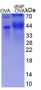 OVA Conjugated Delta-Sleep Inducing Peptide (dSIP)