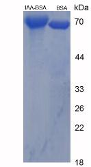 BSA Conjugated Indole 3 Acetic Acid (IAA)