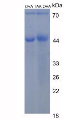 OVA Conjugated Indole 3 Acetic Acid (IAA)