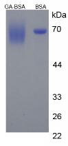 BSA Conjugated Gibberellic Acid (GA)