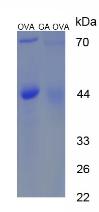 OVA Conjugated Gibberellic Acid (GA)