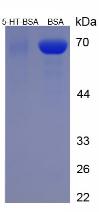 BSA Conjugated 5-Hydroxytryptamine (5-HT)