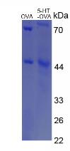 OVA Conjugated 5-Hydroxytryptamine (5-HT)