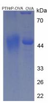 OVA Conjugated Parathyroid Hormone Related Protein (PTHrP)