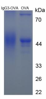 OVA Conjugated Immunoglobulin G3 (IgG3)