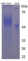 OVA Conjugated Von Willebrand Factor (vWF)