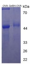 OVA Conjugated Gonadotropin Releasing Hormone (GnRH)