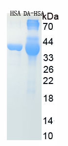 HSA Conjugated Dopamine (DA)