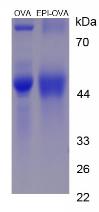 OVA Conjugated Epinephrine (EPI)