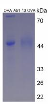 OVA Conjugated Amyloid Beta Peptide 1-40 (Ab1-40)