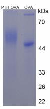 OVA Conjugated Parathyroid Hormone (PTH)