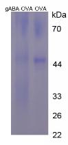 OVA Conjugated Gamma-Aminobutyric Acid (gABA)