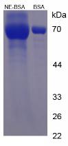 BSA Conjugated Noradrenaline (NE)