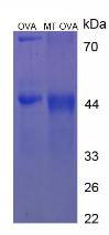 OVA Conjugated Melatonin (MT)