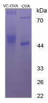 OVA Conjugated Vitamin C (VC)