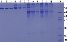 OVA Conjugated 25-Hydroxyvitamin D3 (HVD3)