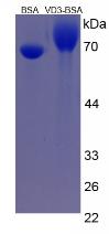 BSA Conjugated Vitamin D3 (VD3)