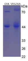 OVA Conjugated Vitamin D3 (VD3)