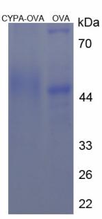 OVA Conjugated Cyclophilin A (CYPA)