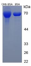 BSA Conjugated Beta-Hydroxybutyric Acid (bHB)