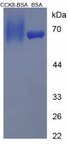 BSA Conjugated Cholecystokinin 8 (CCK8)