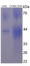 OVA Conjugated Cholecystokinin 8 (CCK8)