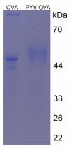 OVA Conjugated Peptide YY (PYY)