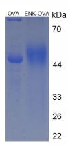 OVA Conjugated Enkephalin (ENK)