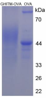 OVA Conjugated Growth Hormone Inducible Transmembrane Protein (GHITM)