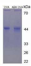 OVA Conjugated Abscisic Acid (ABA)