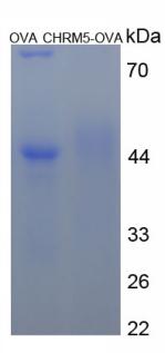 OVA Conjugated Cholinergic Receptor, Muscarinic 5 (CHRM5)