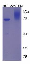 BSA Conjugated Asymmetrical Dimethylarginine (ADMA)