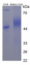 OVA Conjugated Asymmetrical Dimethylarginine (ADMA)