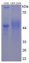 OVA Conjugated Calreticulin (CALR)